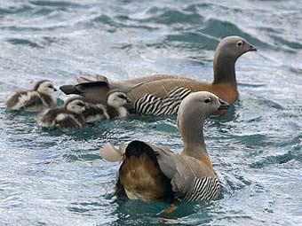 Ashy-headed Goose