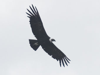 Andean Condor