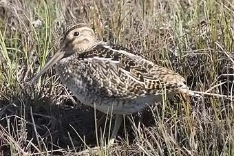 South American Snipe