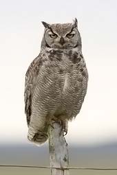 Magellanic Horned Owl