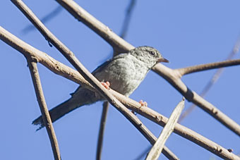 Pink-legged Graveteiro