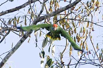 Red-browed Parrot