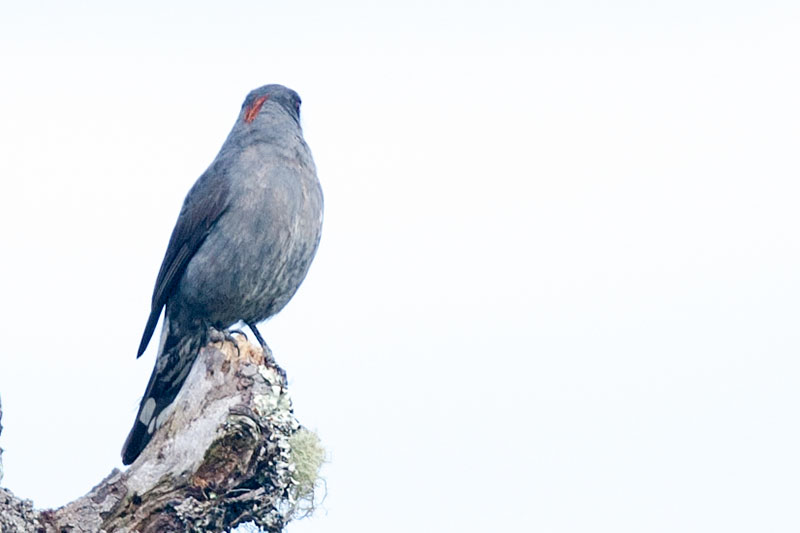 beholder gennemskueligt fad Red-crested Cotinga Ampelion rubrocristatus Cotinga Crestada - some photos  and notes