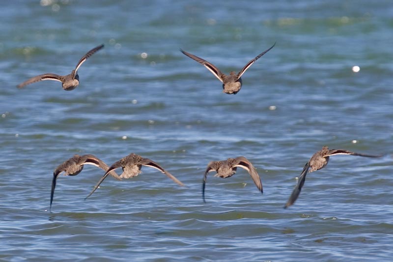 Speckled Teal, Chiloe, Chile, December 2005