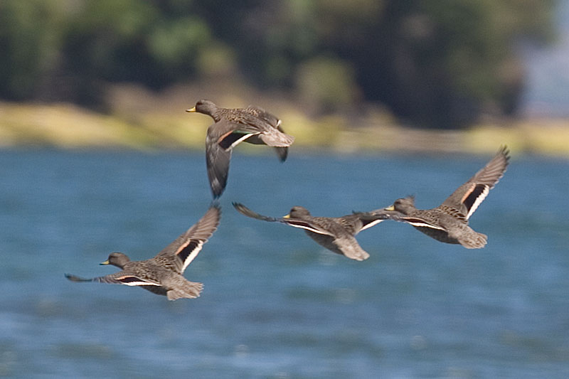 Speckled Teal, Chiloe, Chile, December 2005