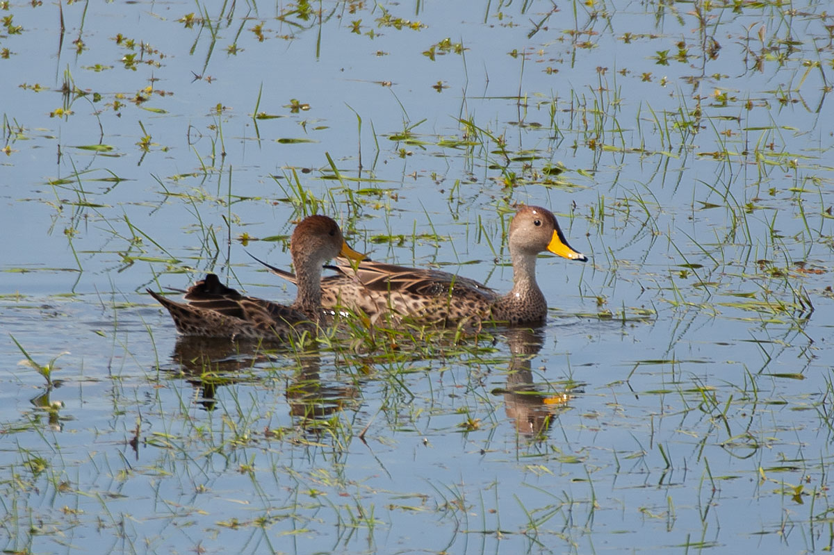 anas-georgica-yellow-billed-pintail