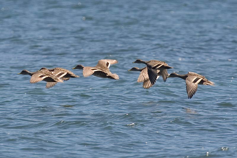 Yellow-billed Pintail, Chiloe, Chile, December 2005