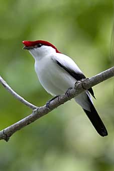 Araripe Manakin