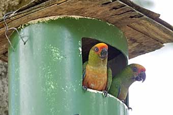 Golden-capped Parakeet