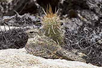 Pygmy Nightjar