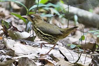 Short-tailed Antthrush