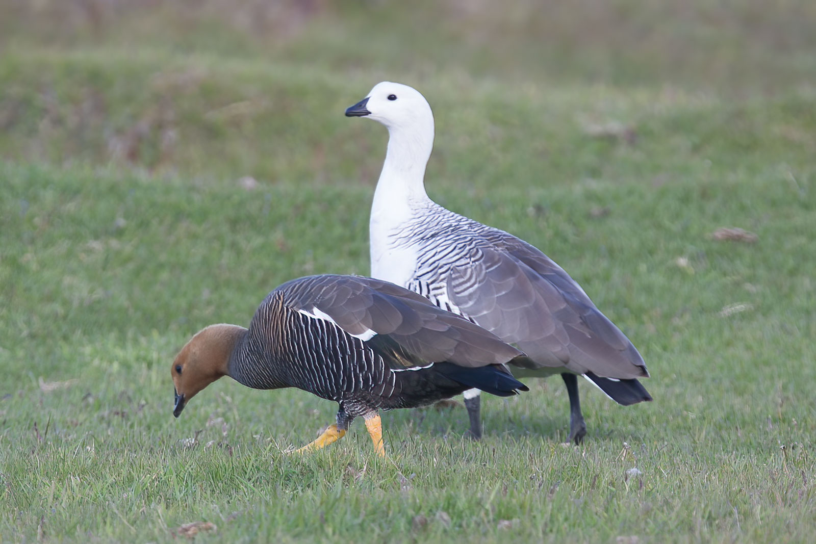 Upland Goose Chloephaga Picta Upland Goose Chloephaga Picta