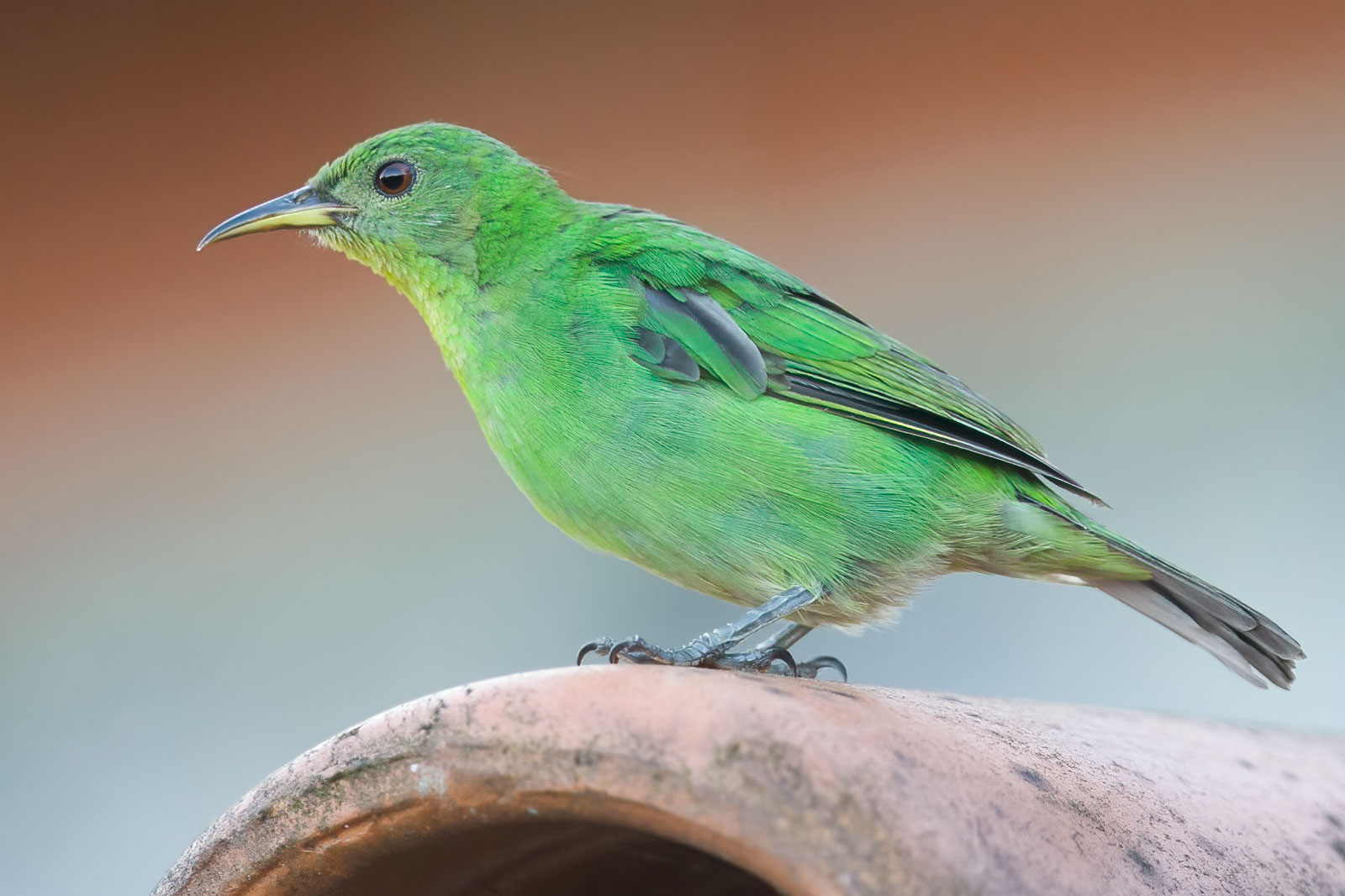 Green Honeycreeper Chlorophanes Spiza Green Honeycreeper Chlorophanes Spiza