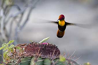 Ruby-topaz Hummingbird