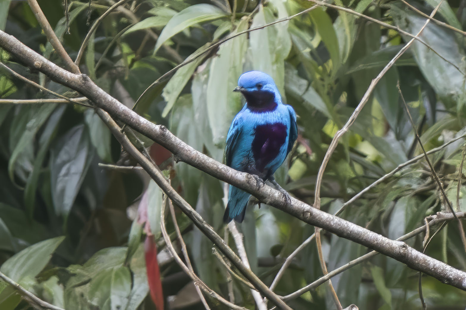 Risultati immagini per cotinga amabilis