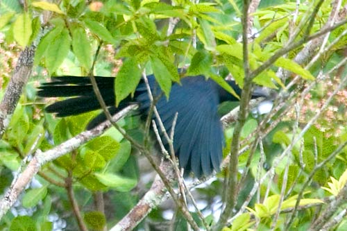 Greater Ani - Crotophaga major