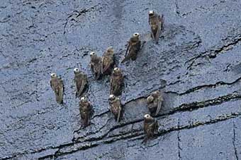 Great Dusky Swift