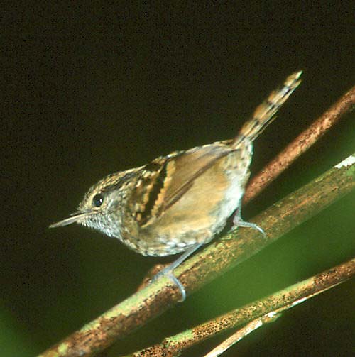 drysqu4040.jpg (33468 bytes)