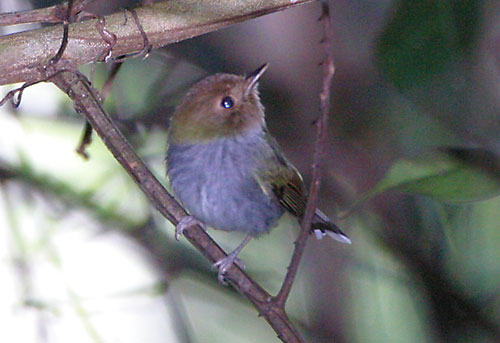 hemfur5284.jpg (36327 bytes)