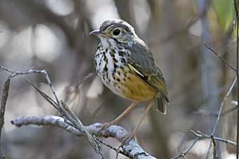 White-browed Antpitta