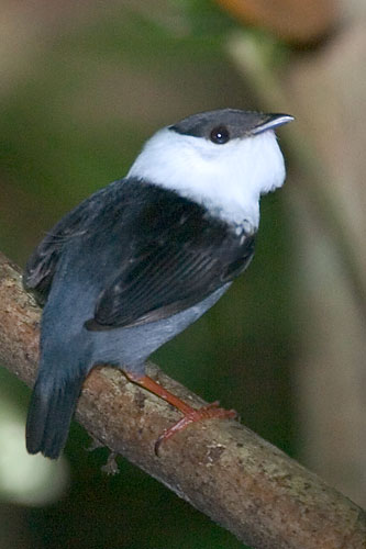 The White-bearded Manakin is distributed throughout most of the Amazon Basin 