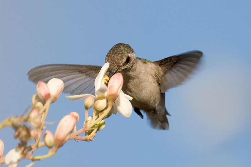 bee hummingbird flying