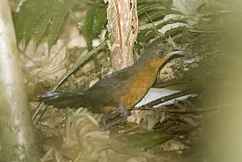 Stresemann's Bristlefront