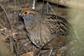 Spot-winged Wood-quail