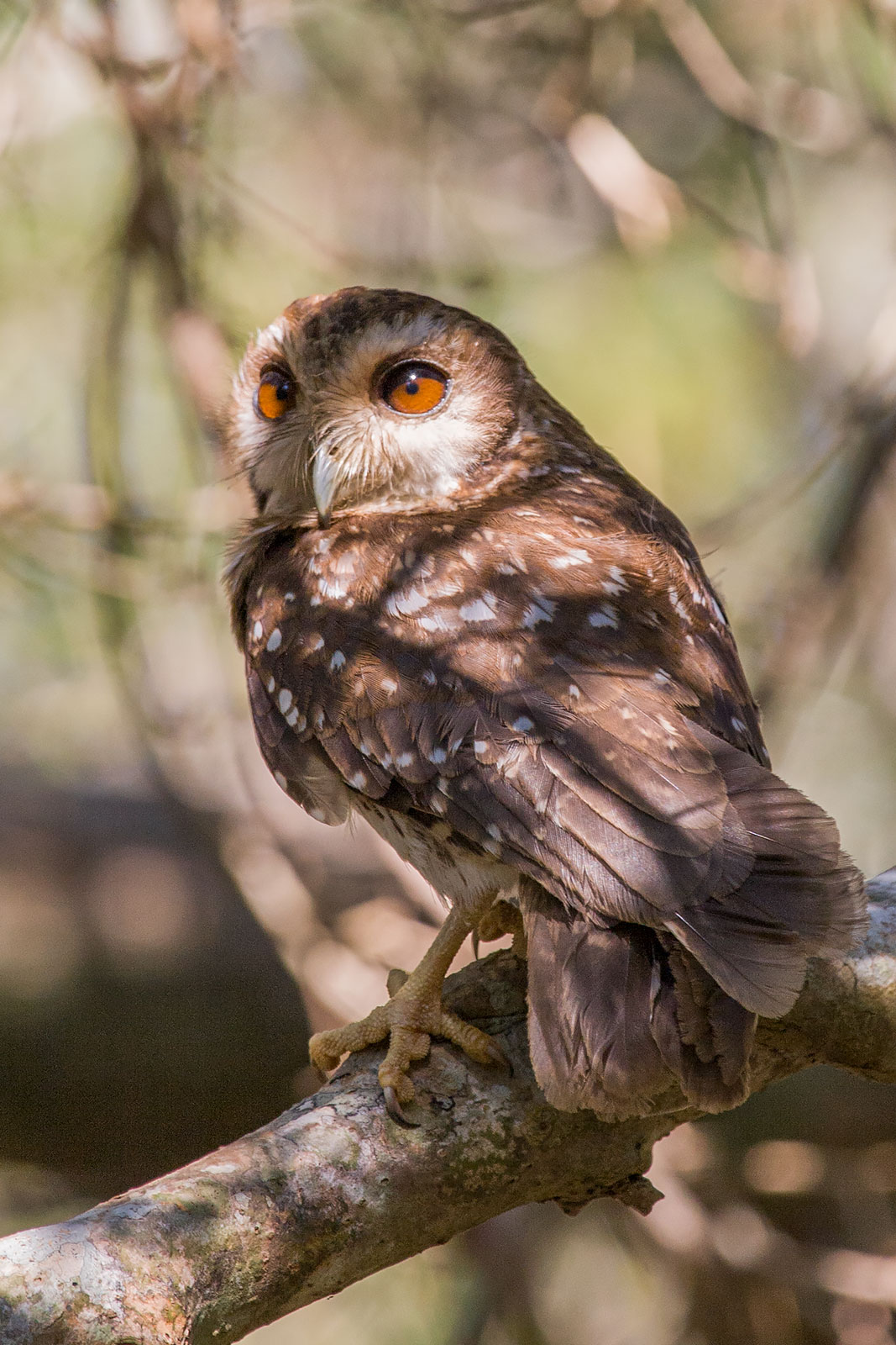 Pictures Of Cuban Screech Owl - Free Cuban Screech Owl pictures 