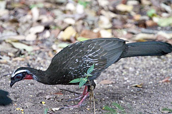 White-browed Guan