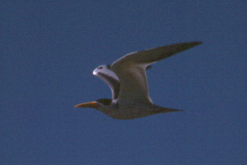 phasim 842.jpg (25768 bytes)