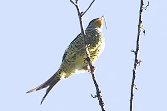 Swallow-tailed Cotinga