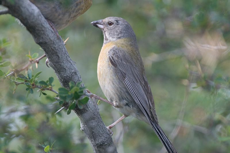 Grey Finch