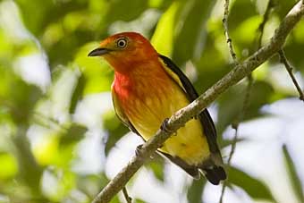 Band-tailed Manakin