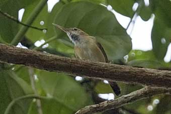 Long-billed Gnatwren