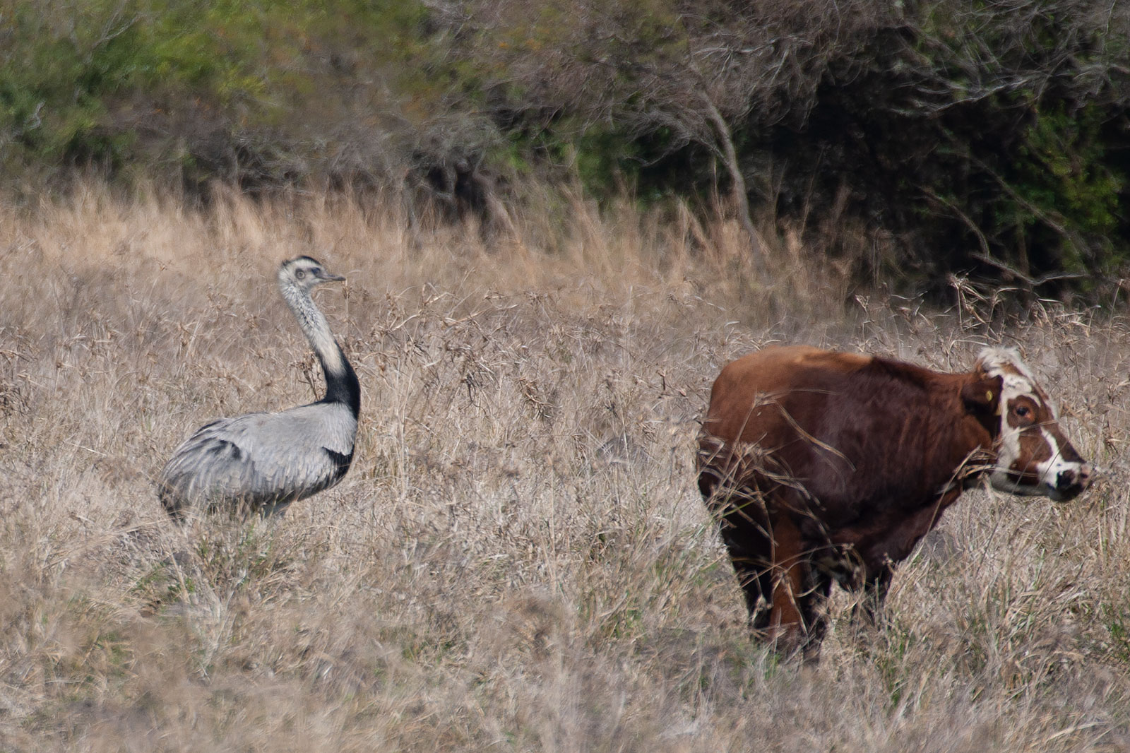 Pictures Of Greater Rhea - Free Greater Rhea pictures 