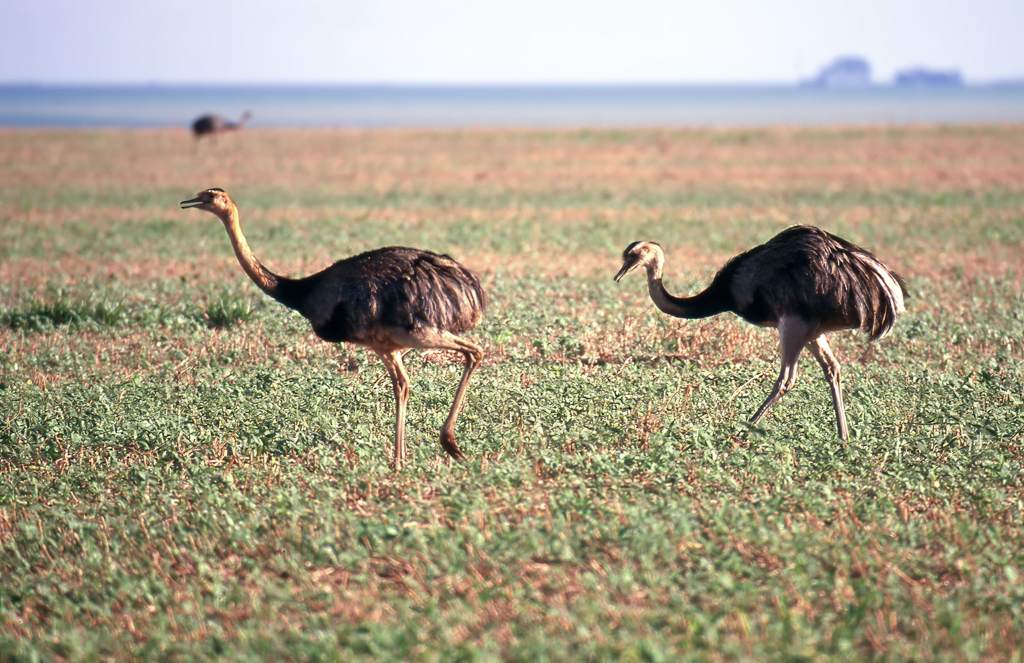 Pictures Of Greater Rhea - Free Greater Rhea pictures 