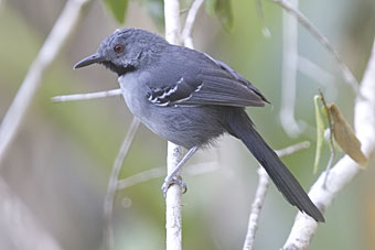 Slender Antbird