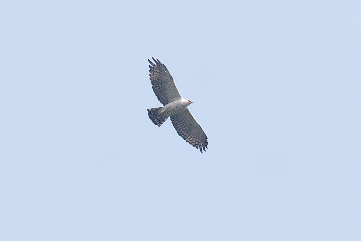 Black And White Eagle Pictures. The Black-and-white Hawk-eagle