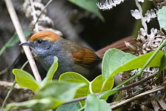 Bahia Spinetail