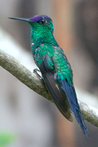 thagla9430.jpg (30287 bytes)