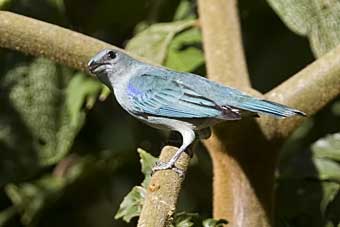 Azure-shouldered Tanager