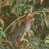 Agami Heron, Brazil, Sept 2000 - click for larger image