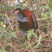 Agami Heron, Brazil, Sept 2000 - click for larger image