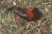 Agami Heron, Brazil, Sept 2000 - click for larger image