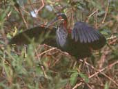 Agami Heron, Brazil, Sept 2000 - click for larger image