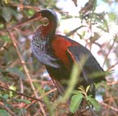 Agami Heron, Brazil, Sept 2000 - click for larger image