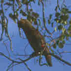 Turquoise-fronted Parrot, Pantanal, Brazil, Sept 2000 - click for larger image