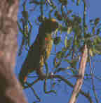 Turquoise-fronted Parrot, Pantanal, Brazil, Sept 2000 - click for larger image