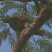 Yellow-crowned Parrot, Brazil, Sept 2000 - click for larger image